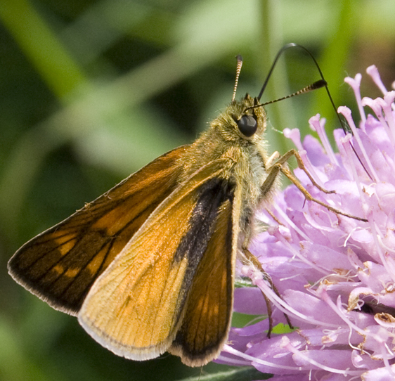 Hesperia comma? No Ochlodes sylvanus